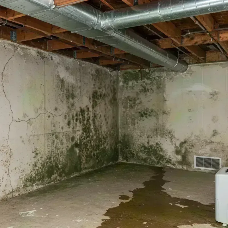 Professional Mold Removal in Silver Lake, FL